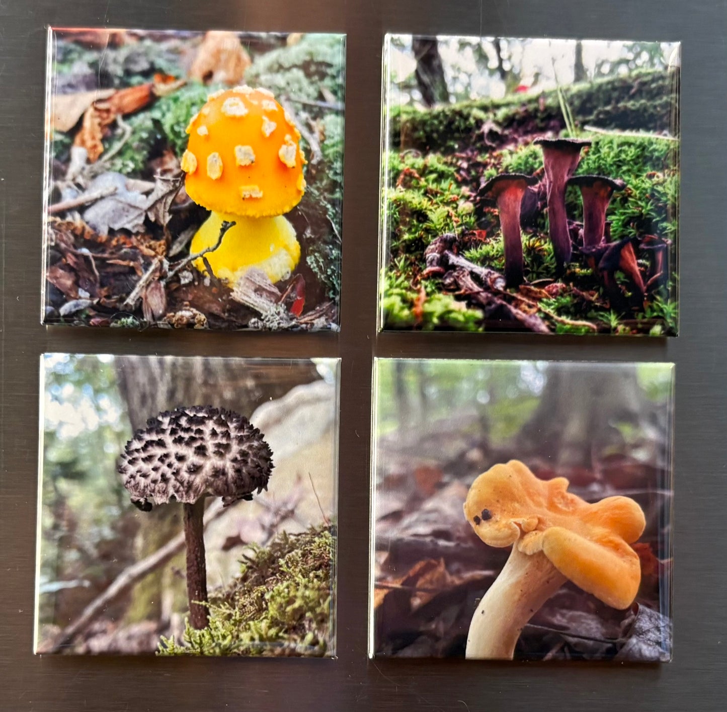 Set of Four 2x2 Nature Magnets